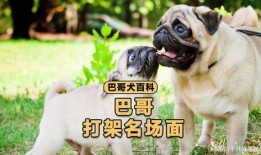 巴哥最新爆料视频播放,精彩瞬间一网打尽